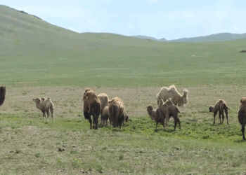 El ganado en Mongolia aumentó en 18,6 millones a finales de mayo