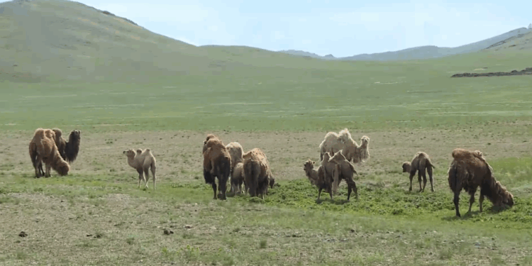 El ganado en Mongolia aumentó en 18,6 millones a finales de mayo
